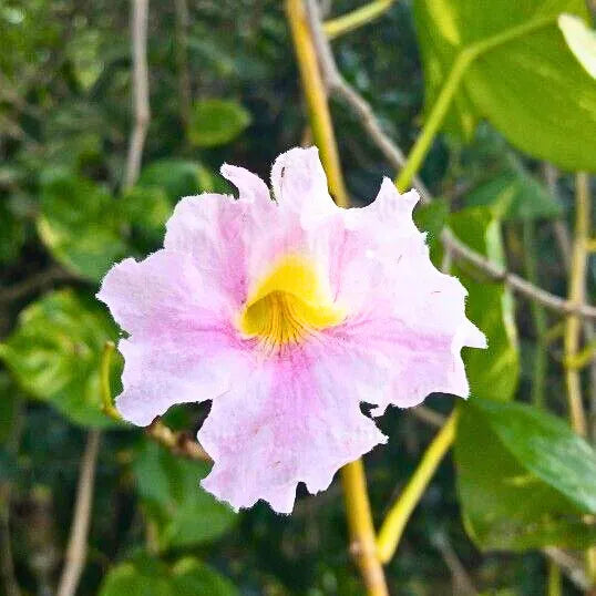 Bignonia Megapotamica (Tabebuia Pallida) - Plant – Lalit Enterprise