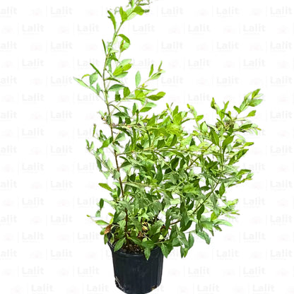 Buy Mehndi "Henna" (Lawsonia Inermis) - Plant Online at Lalitenterprise