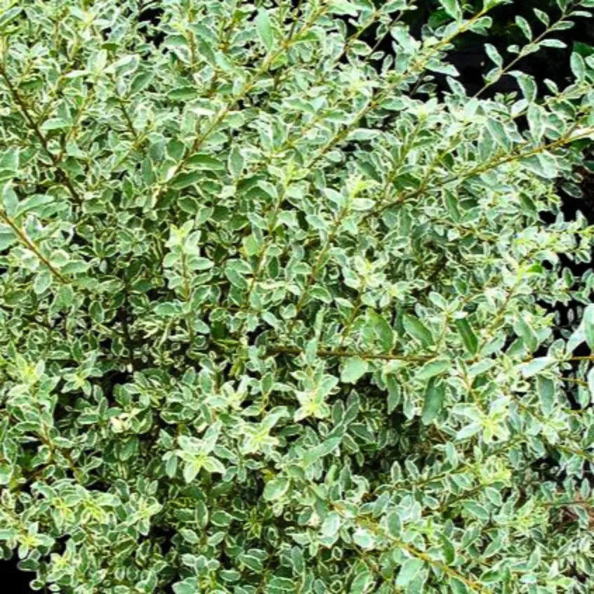 Buy Variegated Chinese Privet - Plant Online at Lalitenterprise