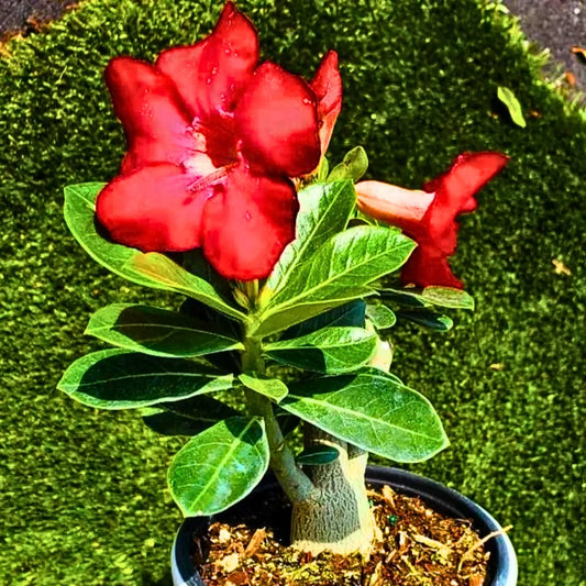 Buy Adenium Obesum "Red" - Plant Online at Lalitenterprise