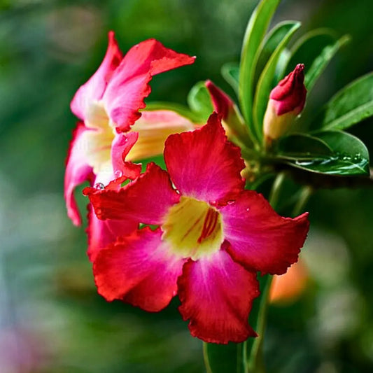 Buy Adenium Obesum (Desert Rose) - Plant Online at Lalitenterprise