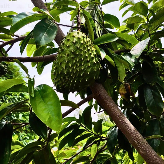 Buy Lakshman Phal (Annona Muricata) - Plant Online at Lalitenterprise