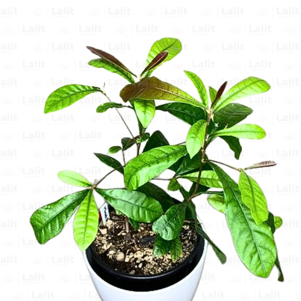 Buy Miracle Fruit (Synsepalum Dulcificum) - Plant Online at Lalitenterprise