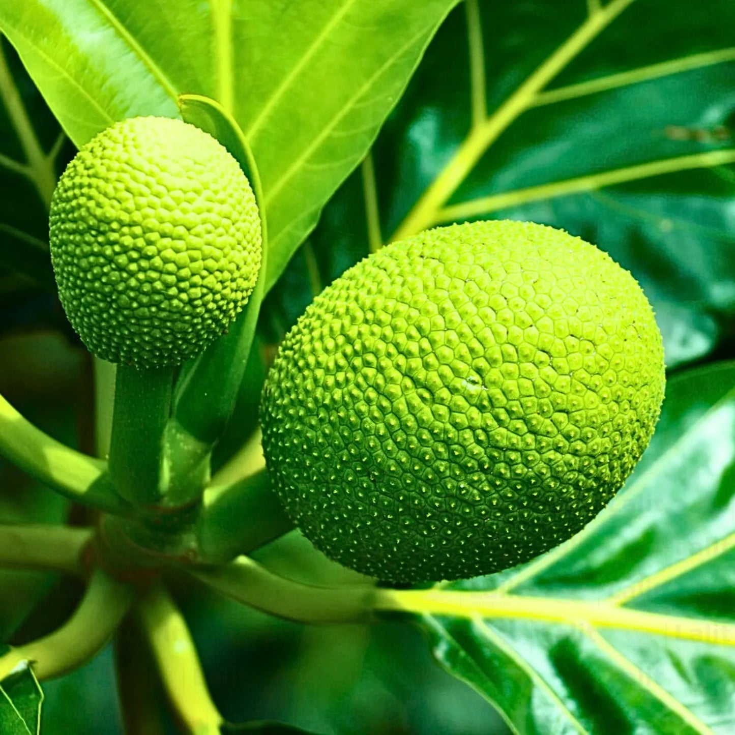 Buy Breadfruit (Artocarpus Altilis) - Plant Online at Lalitenterprise