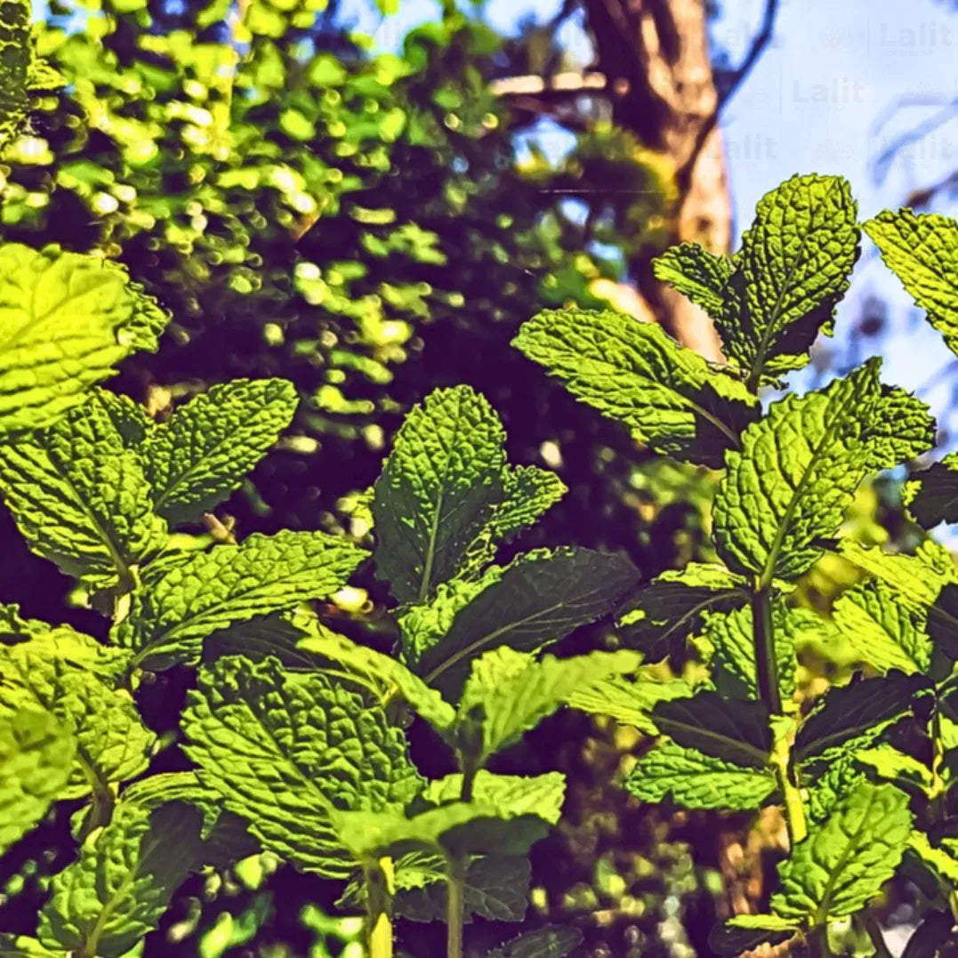 Buy Mint (Mentha Piperita ) - Plant Online at Lalitenterprise