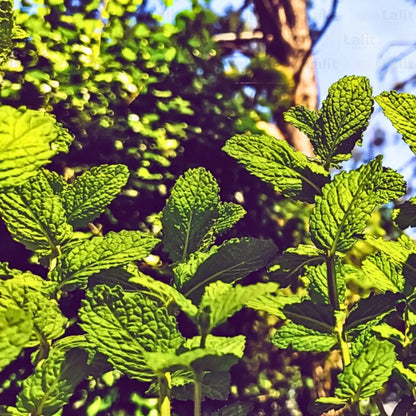 Buy Mint (Mentha Piperita ) - Plant Online at Lalitenterprise