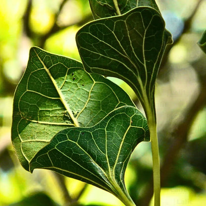 Buy Ficus Krishnae (Krishna Fig, Makhan Katori) - Plant Online at Lalitenterprise