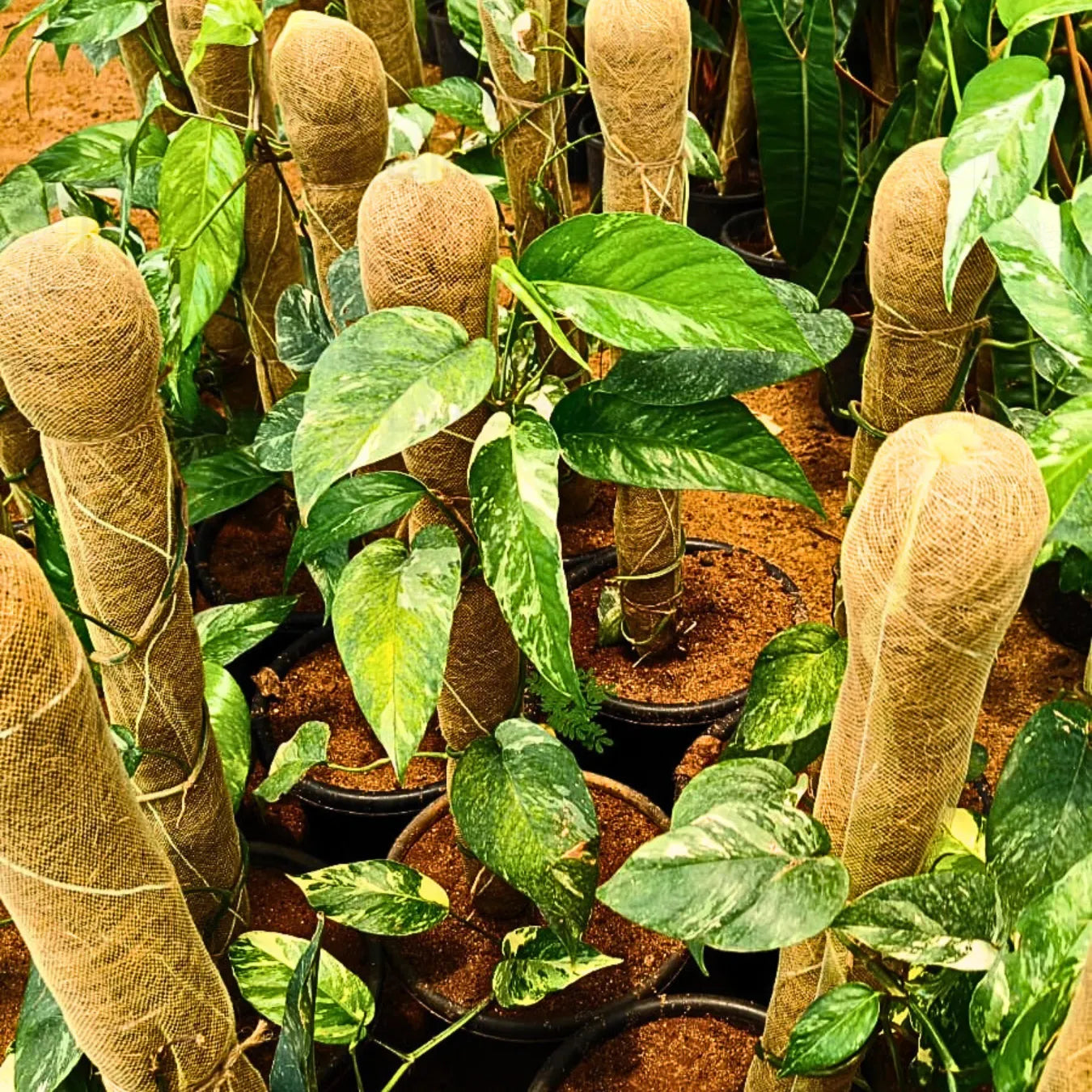 Buy Epipremnum Pinnatum Variegated - Plant "With Moss Stick" Online at Lalitenterprise