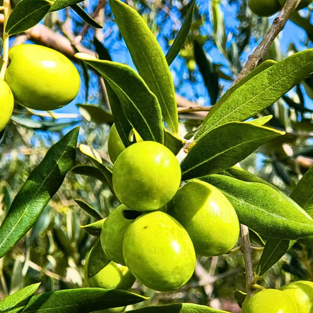 Buy Olive (Olea Europaea) - Plant Online at Lalitenterprise