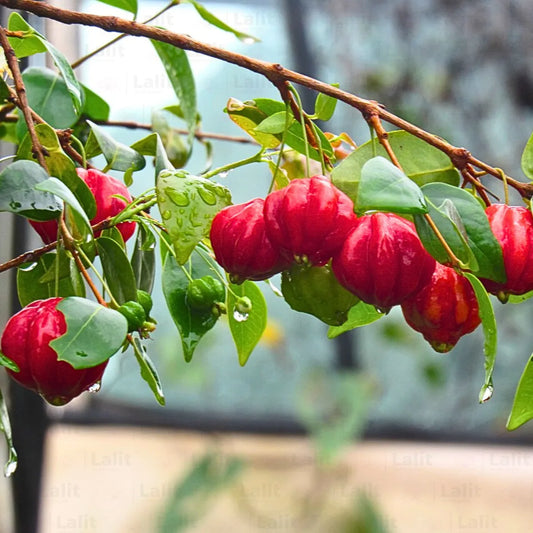 Buy Surinam Cherry (Eugenia Uniflora) - Plant Online at Lalitenterprise