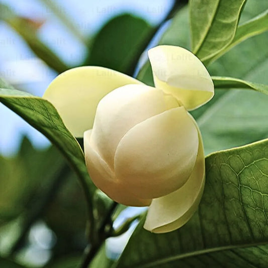 Buy Egg Champa (Magnolia Liliifera) - Plant Online at Lalitenterprise