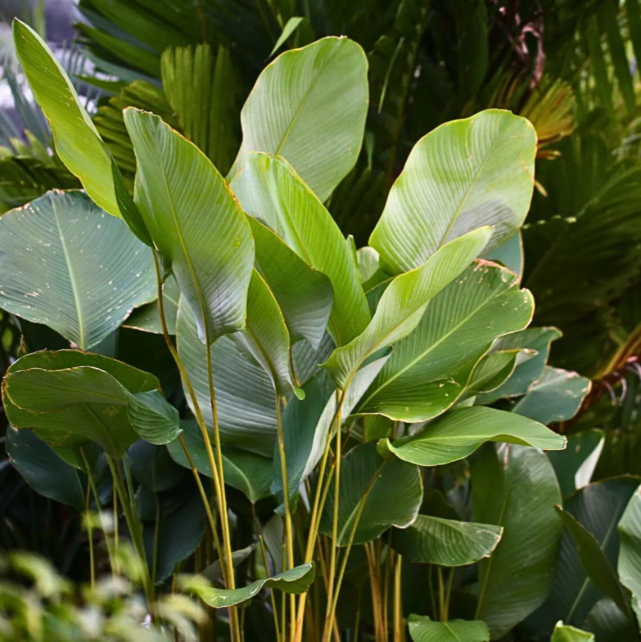 Buy Calathea Lutea (Cuban Cigar) - Plant Online at Lalitenterprise