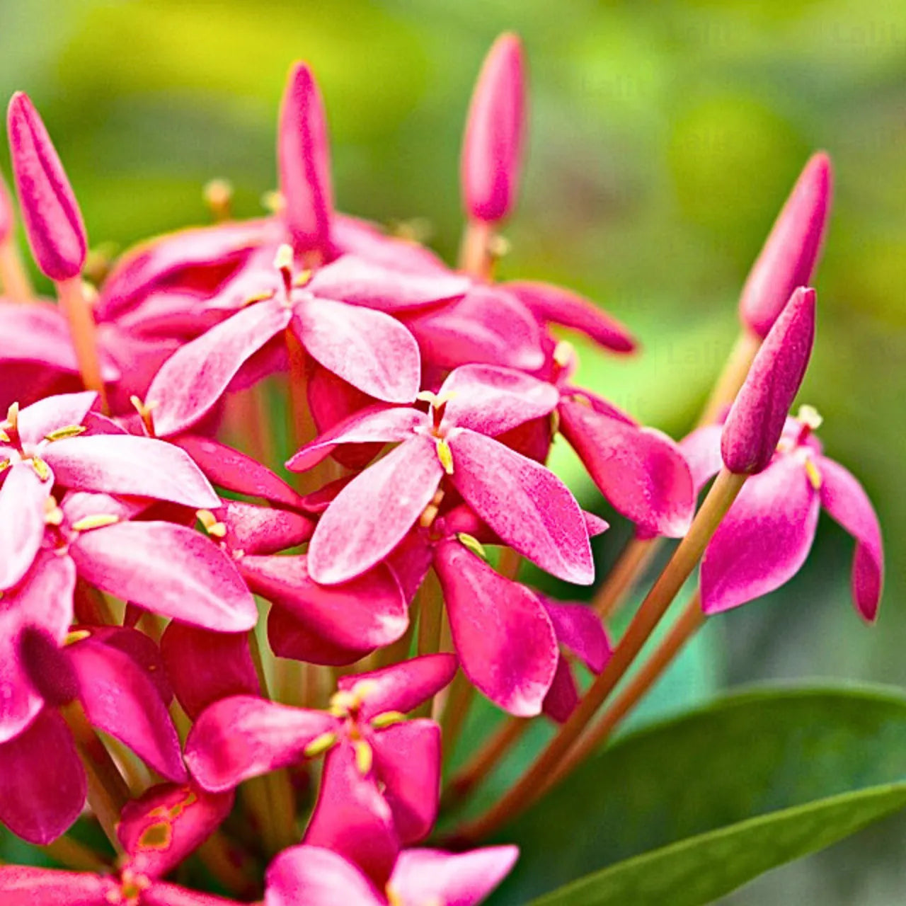 Buy Ixora Semi Miniature (Ixora Chinensis) - Plant Online at Lalitenterprise