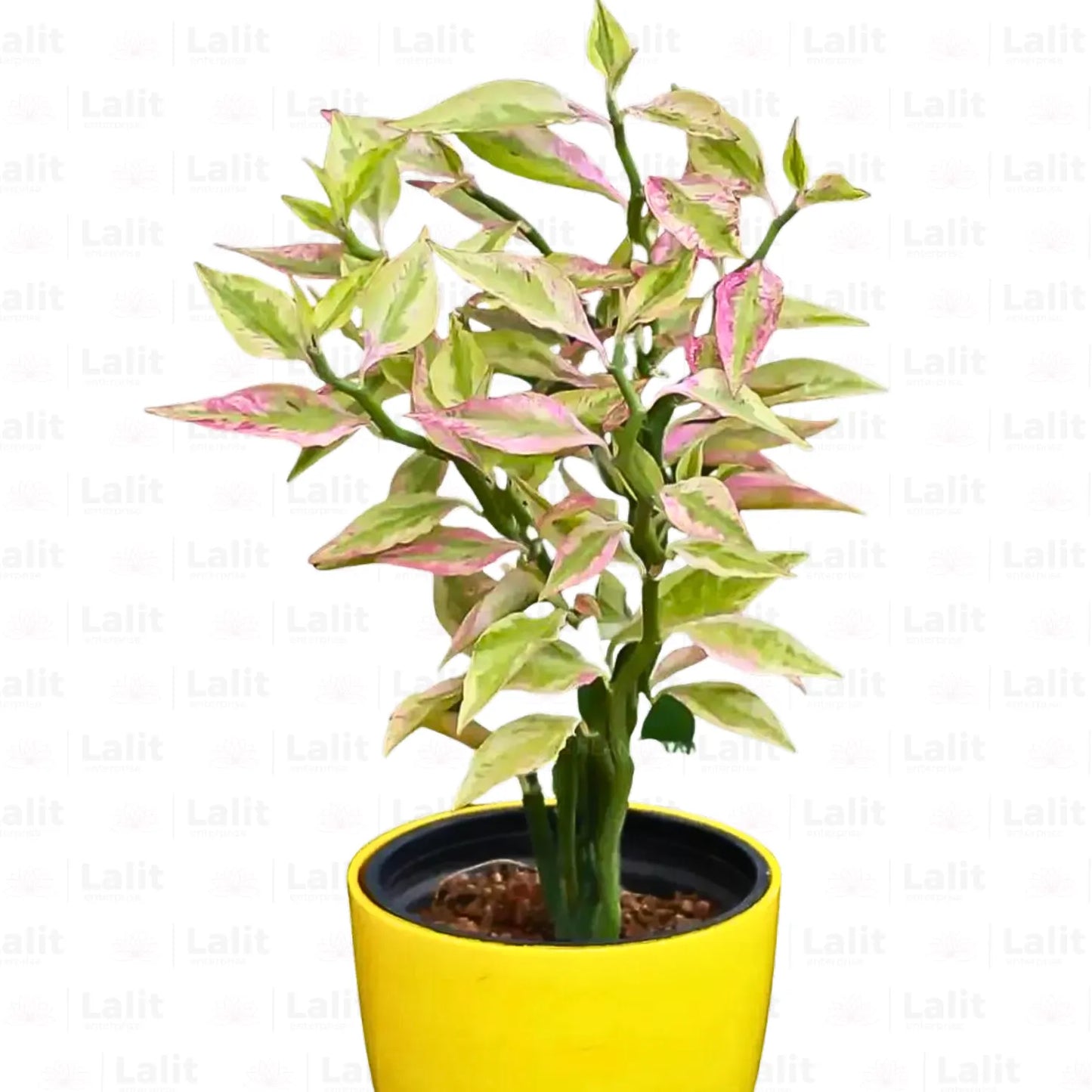 Buy Variegated Pink ‘Devil’s Backbone (Pedilanthus Tithymaloides) - Plant Online at Lalitenterprise