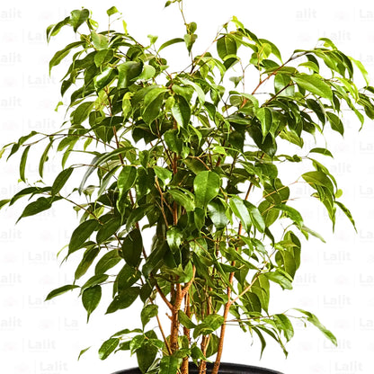 Buy Ficus Green "Weeping Fig" - Plant Online at Lalitenterprise