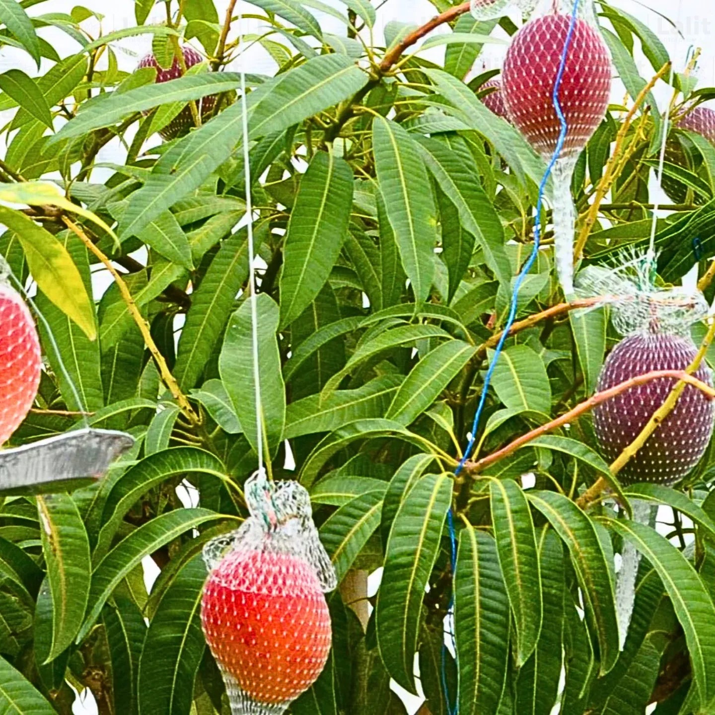 Buy Japanese Miyazaki Mango "Grafted" - Plant Online at Lalitenterprise