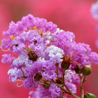 Buy Lagerstroemia Indica 'Twilight' Thai - Plant Online at Lalitenterprise