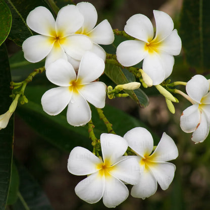 Buy White Frangipani - Plant online at Lalitenterprise