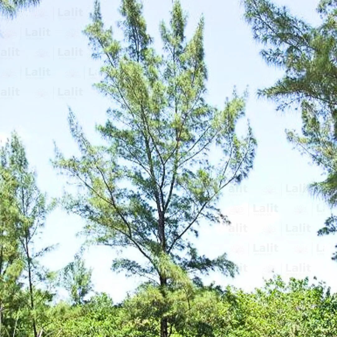 Buy Australian Pine - Plant Online at  Lalitenterprise