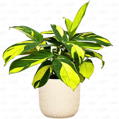 Buy Golden Mosaic (Ctenanthe Lubbersiana) - Plant Online at Lalitenterprise