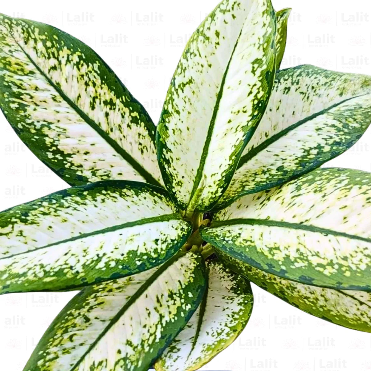 Buy Dieffenbachia 'Delilah' - Plant Online at Lalitenterprise