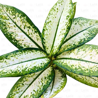 Buy Dieffenbachia 'Delilah' - Plant Online at Lalitenterprise