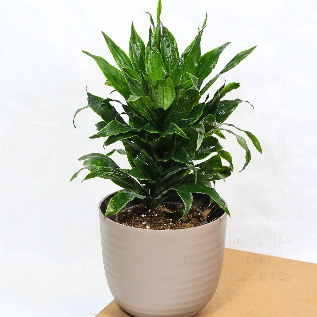 Buy Dracaena Compacta (Dracaena Deremensis) – Plant Online at Lalitenterprise