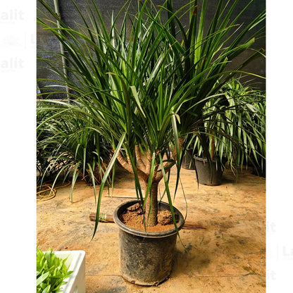 Buy Dracaena Draco "Multihead" - Plant Online at Lalitenterprise