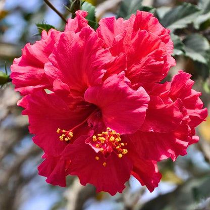 Buy Double Petal Hibiscus Plant "Red Color" Gudhal Double Petal - Plant Online at Lalitenterprise