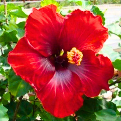 Buy 
Hibiscus "Red" Hybrid - Plant Online at Lalitenterprise
