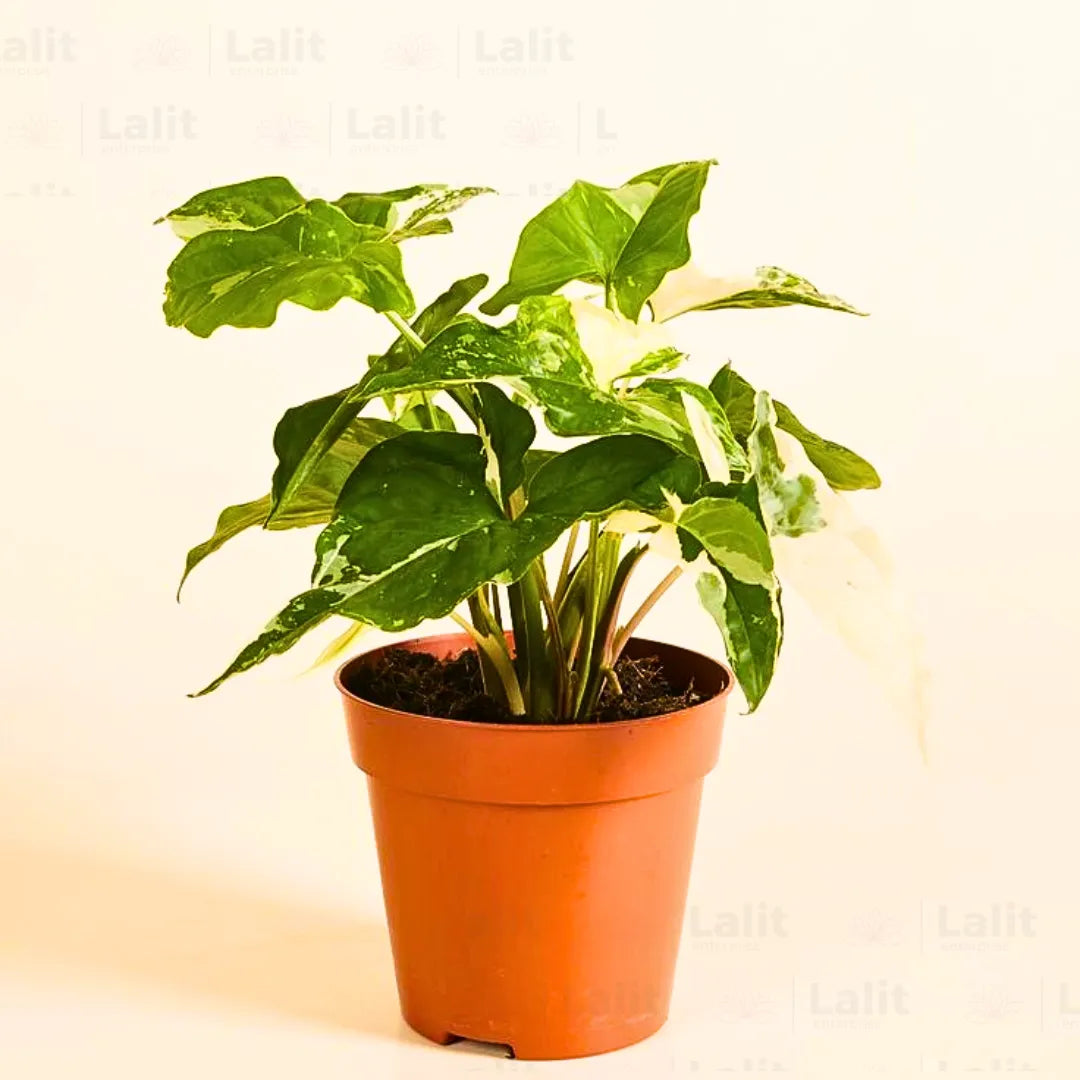 Buy Syngonium Albo "Variegata" - Plant Online at Lalitenterprise