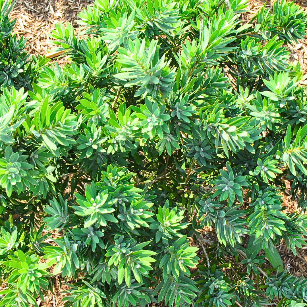 Buy Bottle Brush Dwarf (Callistemon Viminalis) 'Little John' - Plant Online at Lalitenterprise