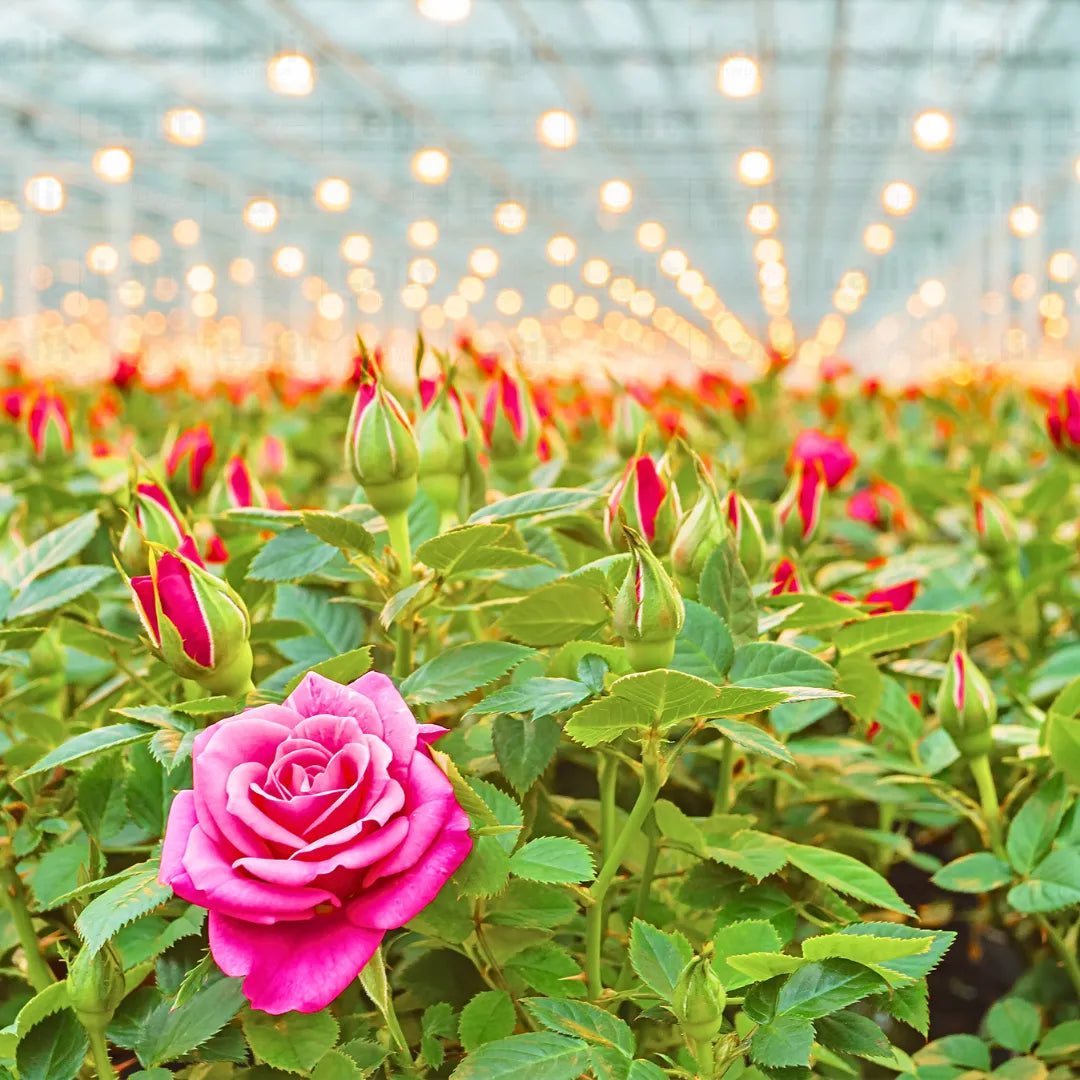 Buy Dutch Rose "Pink" (Rosa Rugosa) 'Hollandica' - Plant Online at Lalitenterprise