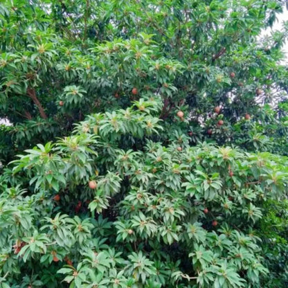 Manilkara zapota - Plants