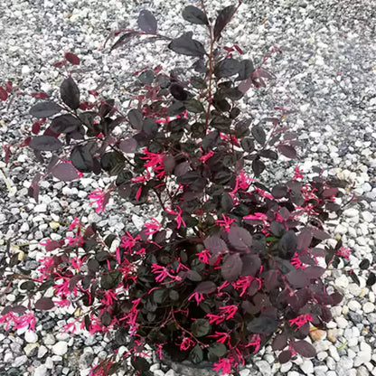Loropetalum Chinense | Chinese fringe flower – Plants