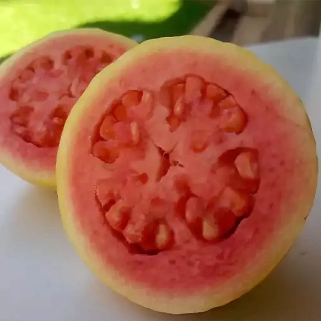 Taiwan Pink Variety (Guava)
