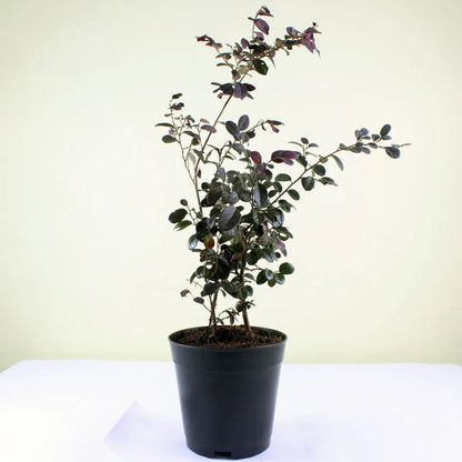 Chinese Fringe Flower (Loropetalum Chinense)  – Plant