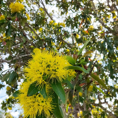 First Love "Xanthostemon chrysanthus" – Yellow Penda Plant