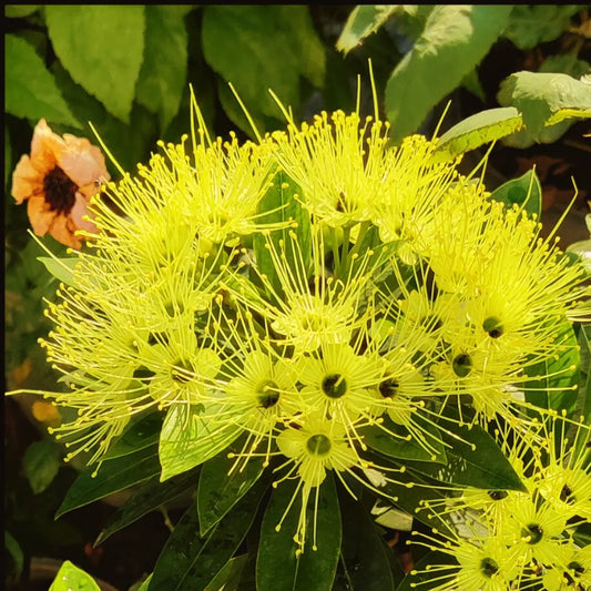 First Love "Xanthostemon chrysanthus" – Yellow Penda Plant