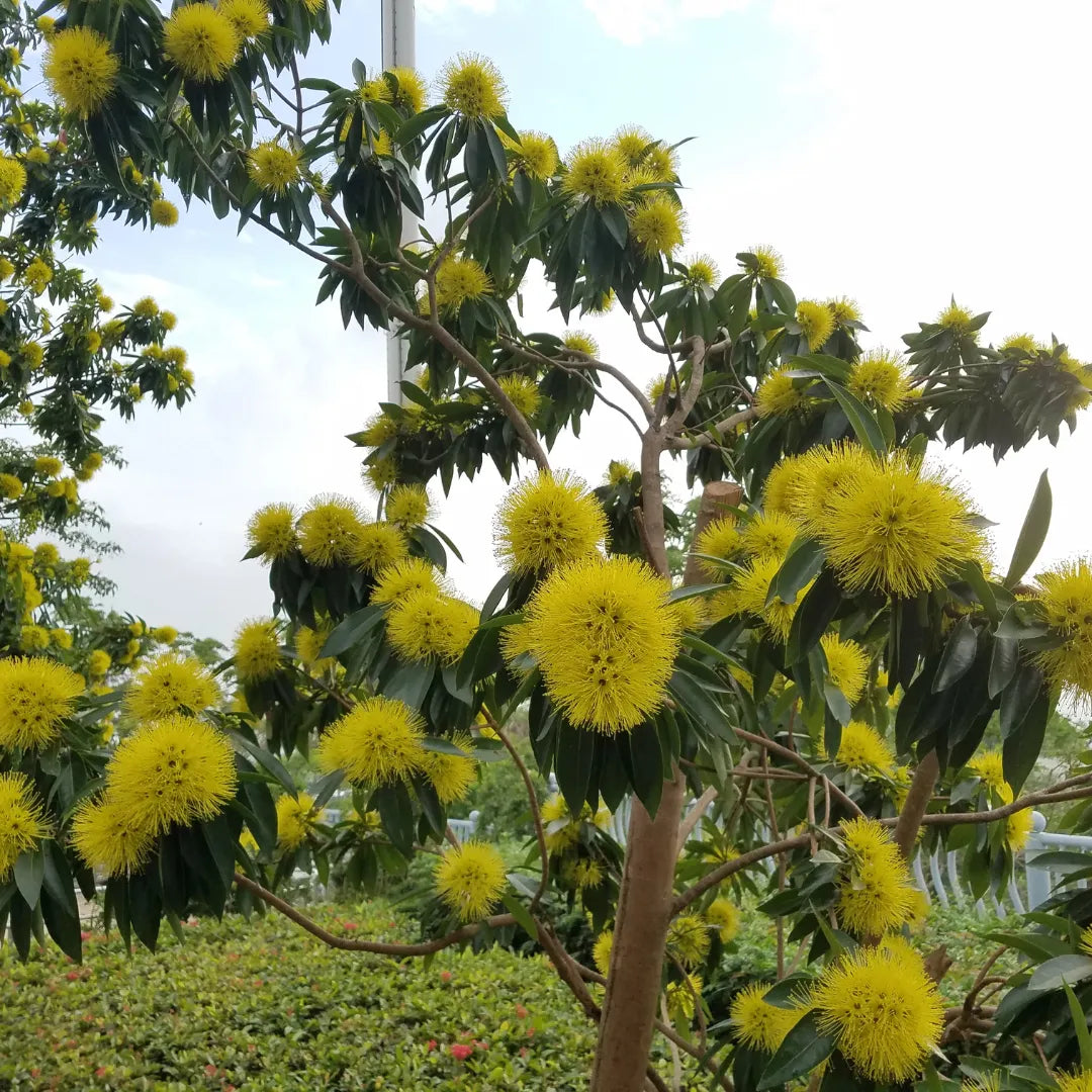 Yellow penda plant