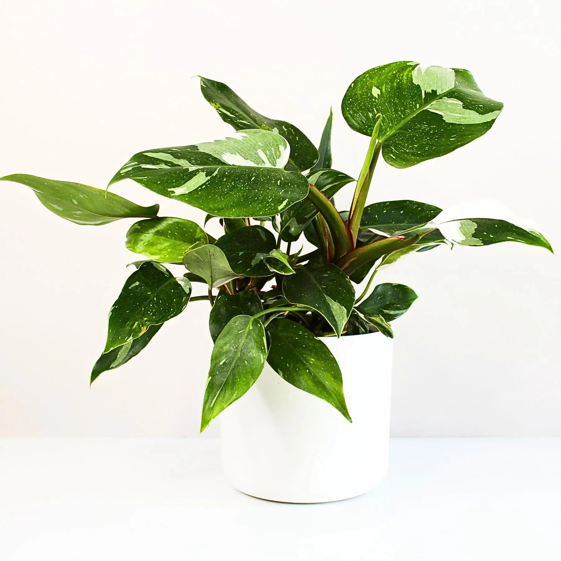 Buy Philodendron White Princess - Plant Online at Lalitenterprise