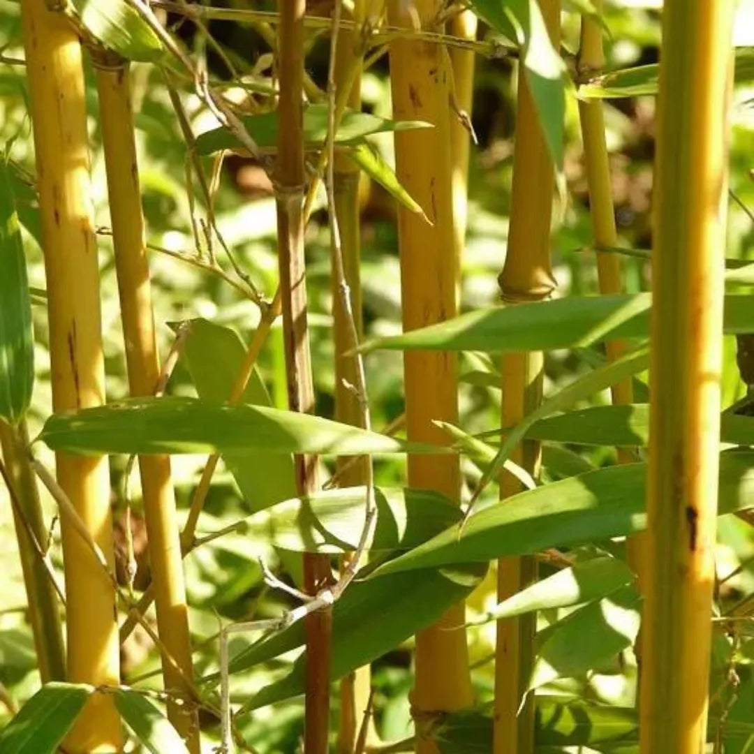 Phyllostachys Aurea plant