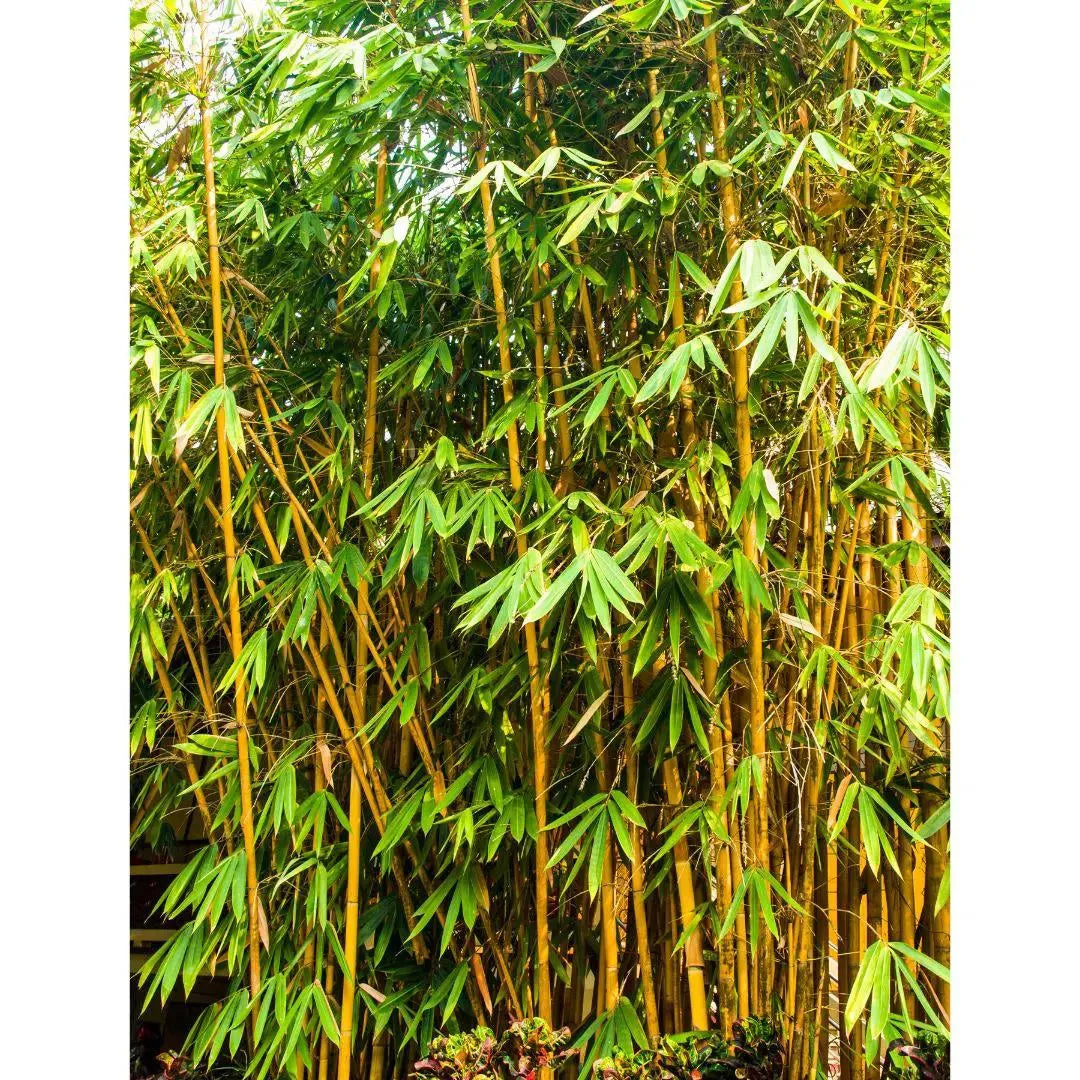 How to growing Golden bamboo