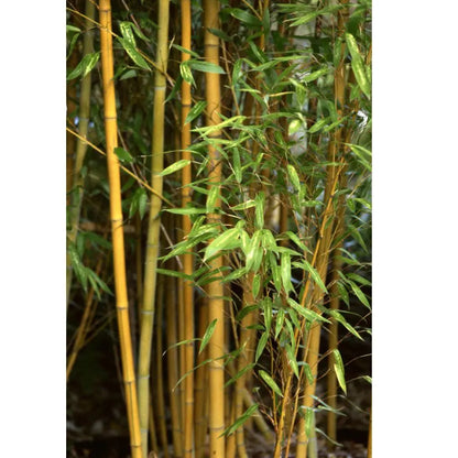 Golden Bamboo, Phyllostachys Aurea - Plant (with 6"inches Pot)