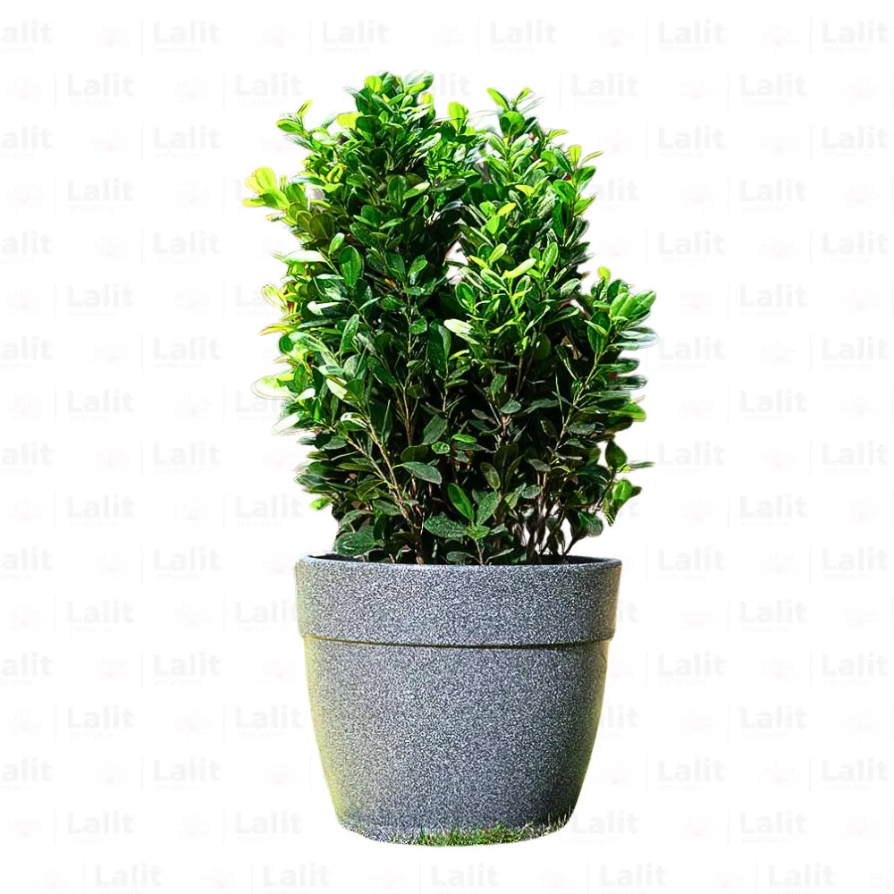 Buy Harshdeep Premium Barca Round Grey Stone - Planter Online at Lalitenterprise
