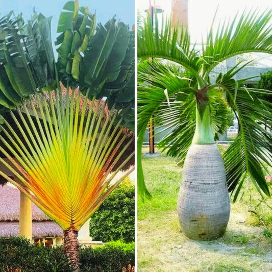 Traveller Palm & Champion Palm