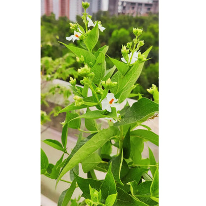 nyctanthes arbor-tristis potted plant Mini Scented Parijat "Dwarf" (Nyctanthes Arbor-tristis)