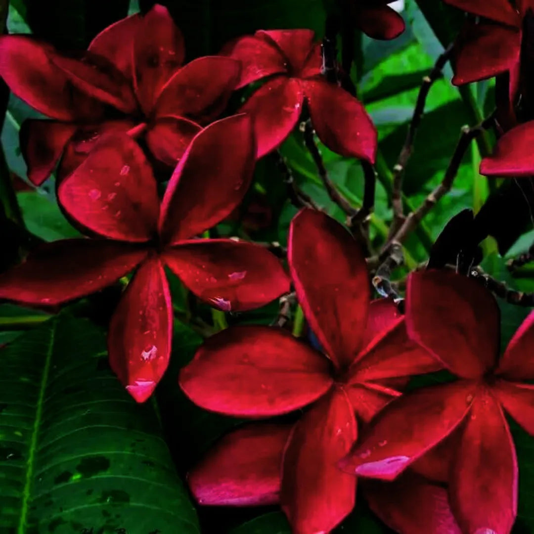Frangipani Red Flower Plant