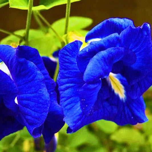 Buy Blue Aparajita “Double Petal” (Clitoria Ternatea) - Plant Online at Lalitenterprise