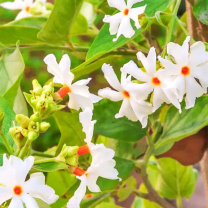 nyctanthes arbor tristis potted plant Mini Scented Parijat "Dwarf" (Nyctanthes Arbor-tristis)